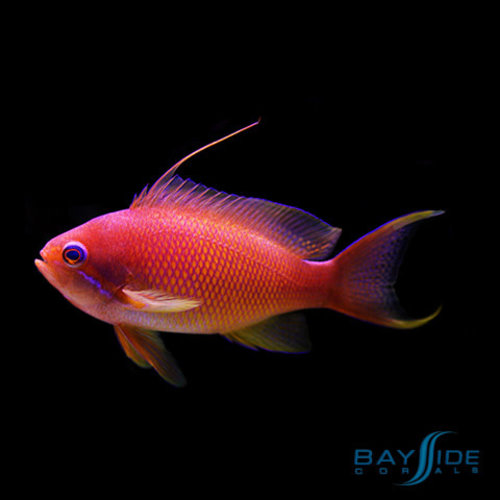 Lyretail Anthias Male