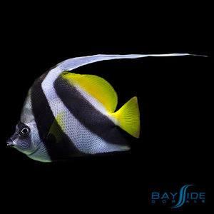 Moorish Idol Moorish Idol