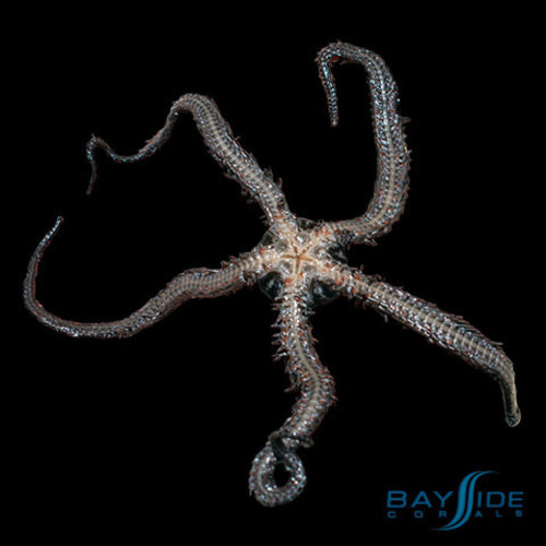 Black Brittle Starfish Black Brittle Starfish