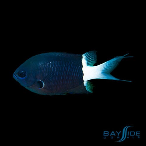 Bicolor Chromis