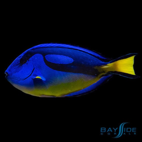 Blue Regal Hippo Tang Yellow Belly