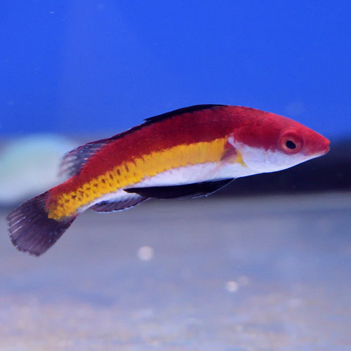 Naoko's Fairy Wrasse