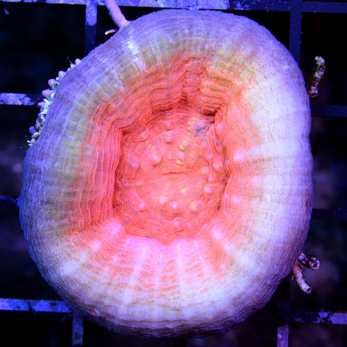 *CORAL WYSIWYG* Diablo Scolymia *CORAL WYSIWYG* Diablo Scolymia