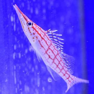 Long Nose Hawkfish
