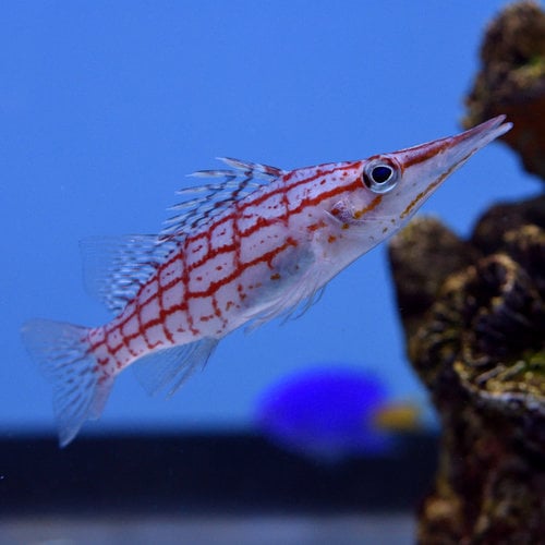 Long Nose Hawkfish