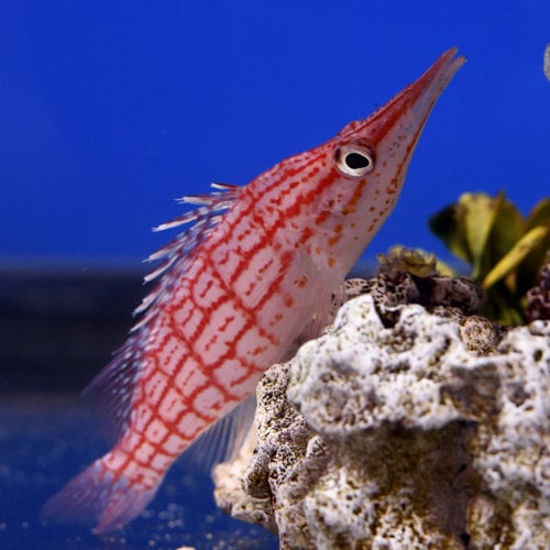 Long Nose Hawkfish
