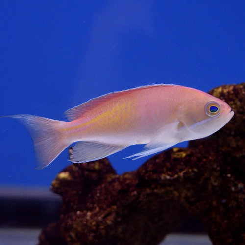 Red Fairy Anthias