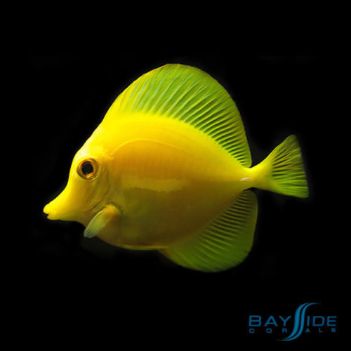 Yellow Tang Juv. (Captive Bred) Yellow Tang Juv. (Captive Bred)