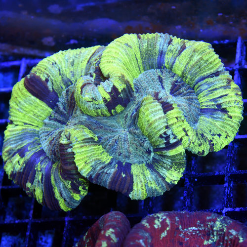 *CORAL WYSIWYG* Green Machine Trachy *CORAL WYSIWYG* Green Machine Trachy