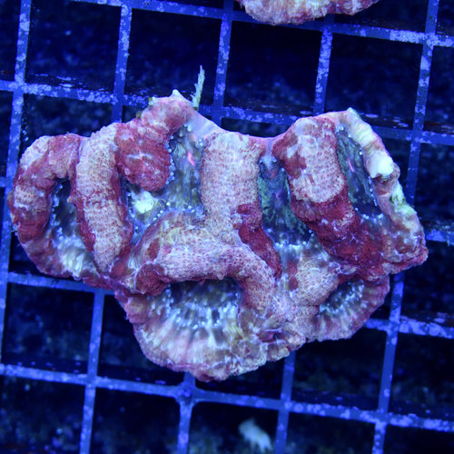 *CORAL* Christmas Acan Bowerbanki M