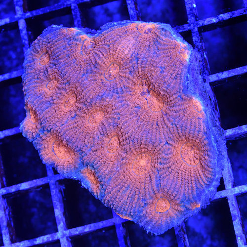 *CORAL WYSIWYG* Orange Crush Acan Echinata *CORAL WYSIWYG* Orange Crush Acan Echinata
