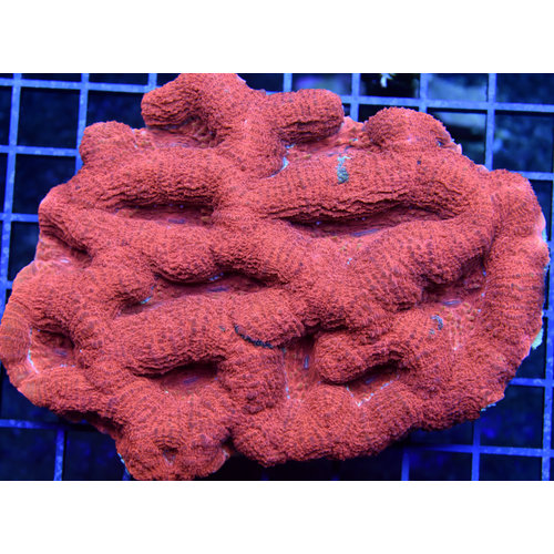 *CORAL WYSIWYG* Lava Flow Acan bowerbanki *CORAL WYSIWYG* Lava Flow Acan bowerbanki
