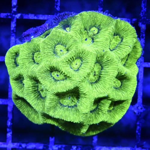 *CORAL* Kryptonite Goniastrea S *CORAL* Kryptonite Goniastrea S