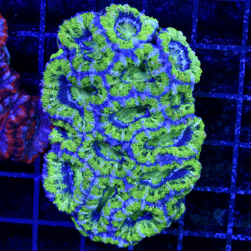 *CORAL WYSIWYG* Green Giant Acan Colony *CORAL WYSIWYG* Green Giant Acan Colony