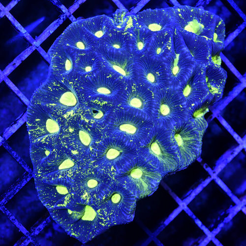 *CORAL WYSIWYG* Splatter Goniastrea *CORAL WYSIWYG* Splatter Goniastrea