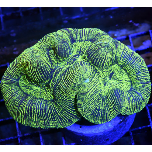 *CORAL* Kryptonite Trachyphyllia Open Brain M *CORAL* Kryptonite Trachyphyllia Open Brain M