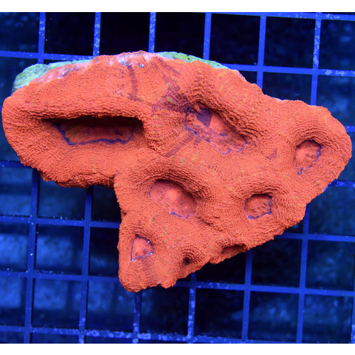 *CORAL WYSIWYG* Lava Flow Acan bowerbanki *CORAL WYSIWYG* Lava Flow Acan bowerbanki