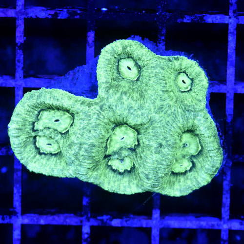 *CORAL WYSIWYG* Neon Goniastrea *CORAL WYSIWYG* Neon Goniastrea