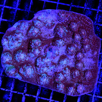 Cotton Eyed Joe Chalice