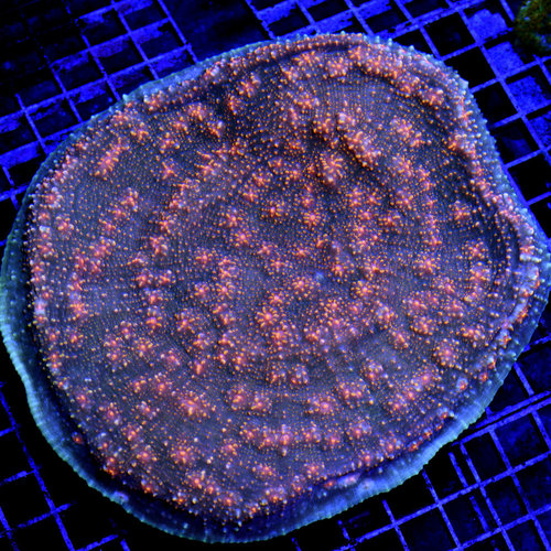 *CORAL WYSIWYG* Mummy Eye Chalice *CORAL WYSIWYG* Mummy Eye Chalice