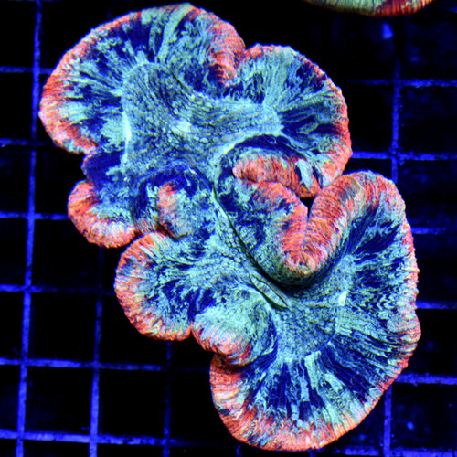 *CORAL WYSIWYG* Rainbow Trachy *CORAL WYSIWYG* Rainbow Trachy