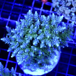 *CORAL* ORA Chip's Acropora XL