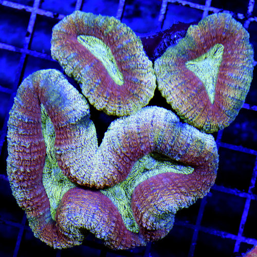 *CORAL WYSIWYG* Gold Dust Lobophyllia *CORAL WYSIWYG* Gold Dust Lobophyllia