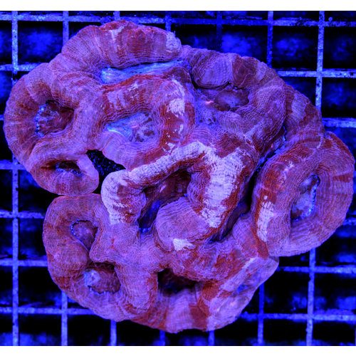 *CORAL WYSIWYG* Pink Flamingo Acan bowerbanki *CORAL WYSIWYG* Pink Flamingo Acan bowerbanki