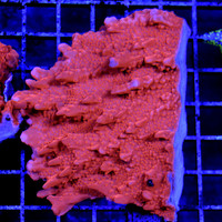 ■ Red Montipora Setosa XL