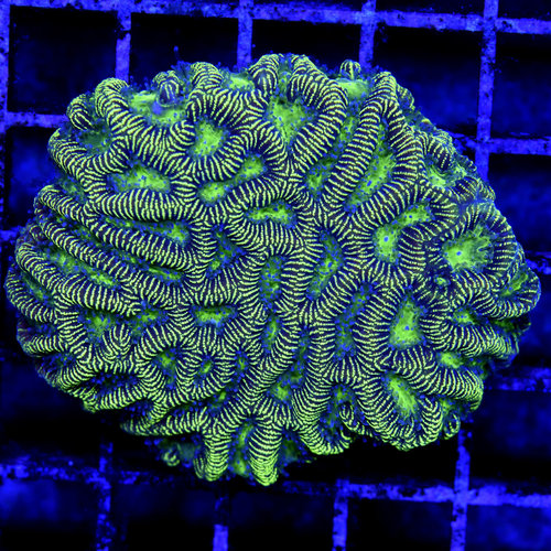 *CORAL* Kryptonite Maze Brain M *CORAL* Kryptonite Maze Brain M