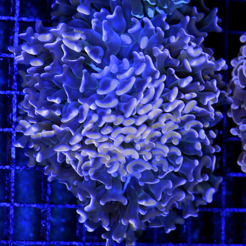 *CORAL* Orange Hammer WYSIWYG *CORAL* Orange Hammer WYSIWYG