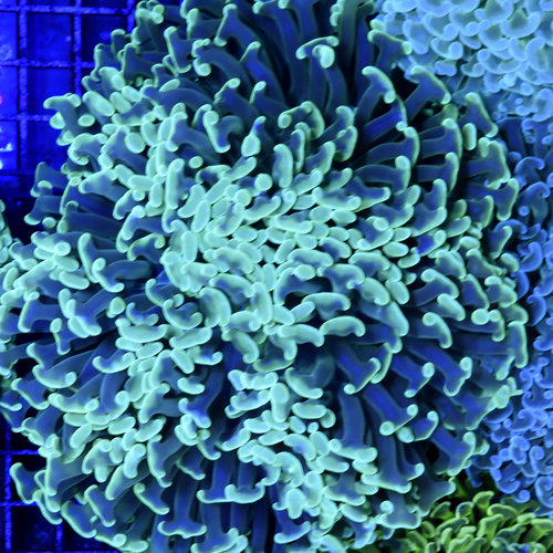 *CORAL* Green Wall Hammer M *CORAL* Green Wall Hammer M
