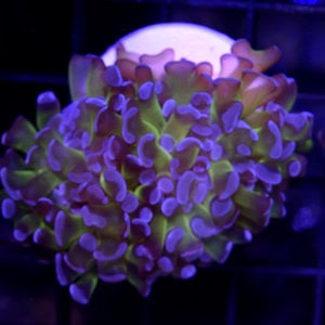 *CORAL* Indo Purple Tip Branching Hammer M