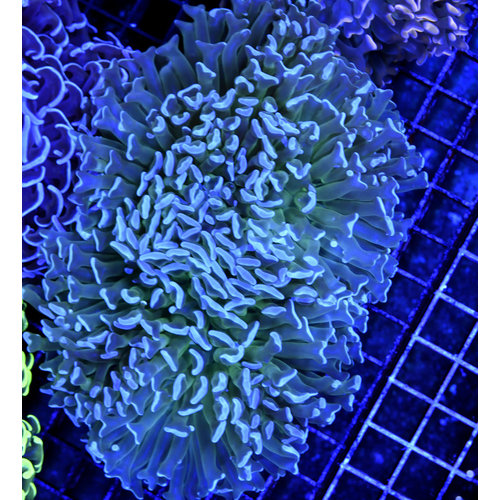 *CORAL WYSIWYG* Seafoam Hammer *CORAL WYSIWYG* Seafoam Hammer