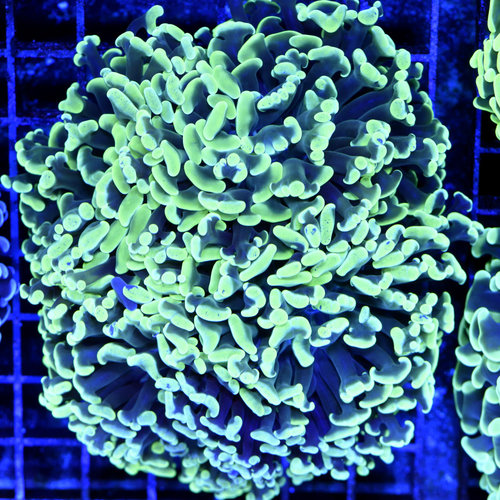 *CORAL WYSIWYG* Highlighter Green Hammer *CORAL WYSIWYG* Highlighter Green Hammer