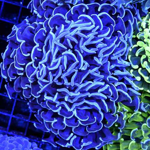 *CORAL WYSIWYG* Icy Blue Hammer *CORAL WYSIWYG* Icy Blue Hammer