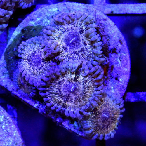 *CORAL* Gold Dust Zoanthid