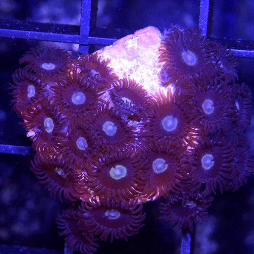 *CORAL* Dark Knight Zoanthid *CORAL* Dark Knight Zoanthid