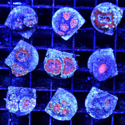 *CORAL* Red Acans S (assorted) *CORAL* Red Acans S (assorted)