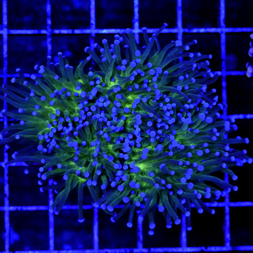 *CORAL WYSIWYG* Blue Tip Torch *CORAL WYSIWYG* Blue Tip Torch