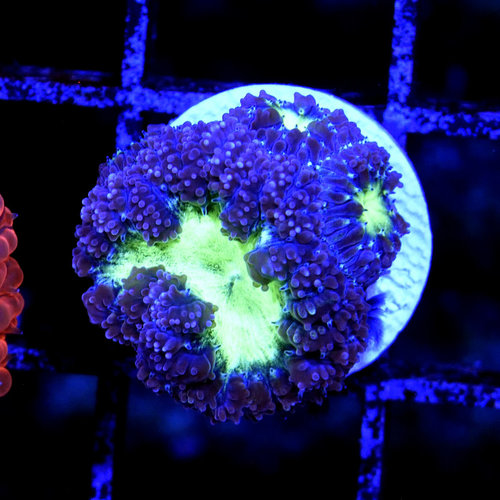 *CORAL* Purple Blastomussa S *CORAL* Purple Blastomussa S