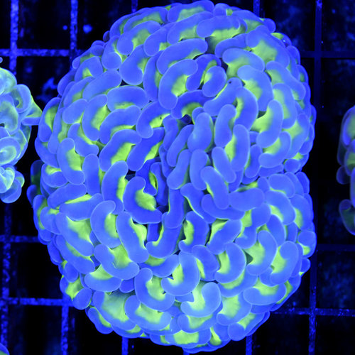 *CORAL* Blue Tip Hammer L *CORAL* Blue Tip Hammer L