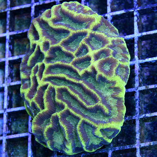 *CORAL WYSIWYG* Purple Maze Brain *CORAL WYSIWYG* Purple Maze Brain