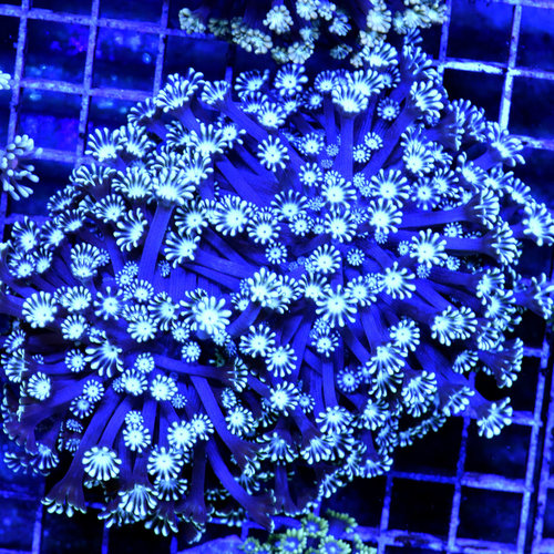 *CORAL WYSIWYG* Snow White Alveopora *CORAL WYSIWYG* Snow White Alveopora