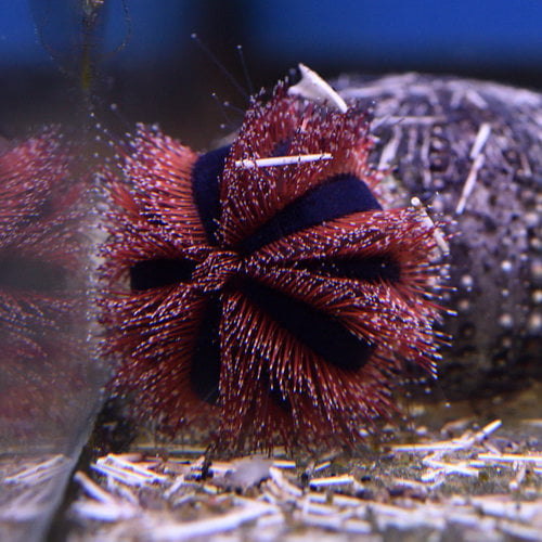 Red Tuxedo Urchin