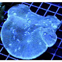 Aquaman Lithophyllon