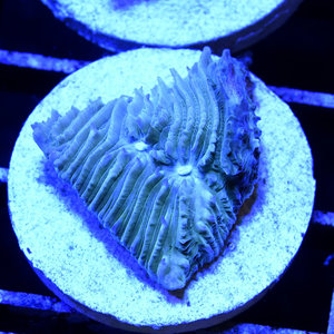 *CORAL* Aquaman Lithophyllon S