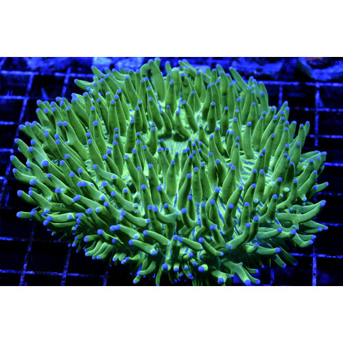 *CORAL WYSIWYG* Blue Tip Long Tentacle Plate *CORAL WYSIWYG* Blue Tip Long Tentacle Plate