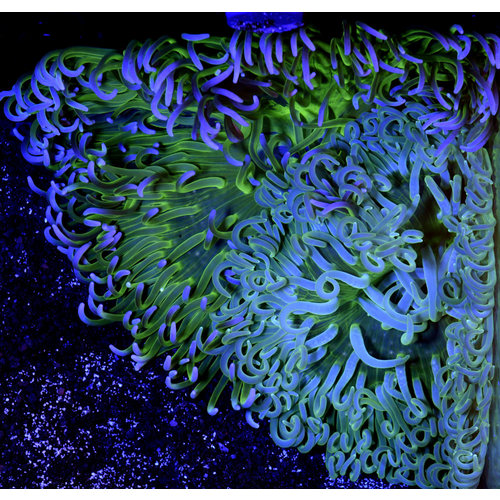 Green Long Tentacle Anemone Green Long Tentacle Anemone