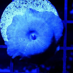 *CORAL* Blue Disco Mushroom